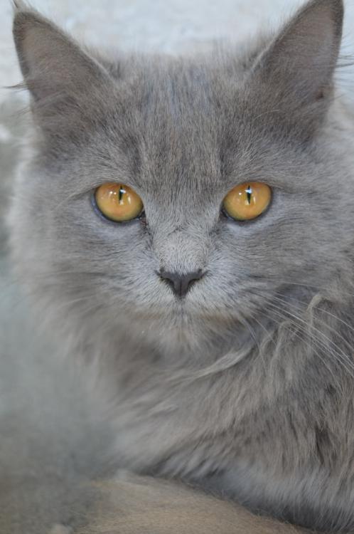 魔法石の錬成修行（別の魔法石問題・その２）