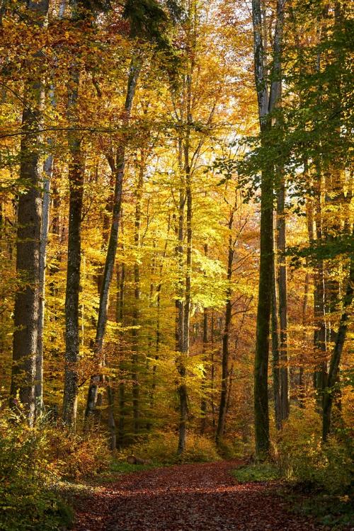 わがままな純愛　ケイレブとユリア