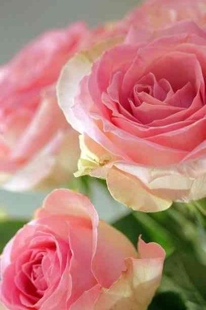 魔法の恋の行方・魔女の媚薬（シリーズ３　グリセラとリーディアン）