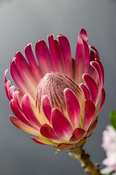 粗大ごみを拾ってしまった（番外編その２）大森VS巫女の壁ドン問題