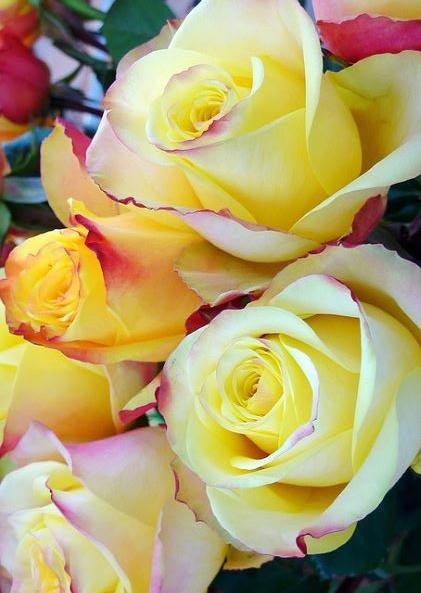 恋愛計算は間違える（アルバートとテレーサ）