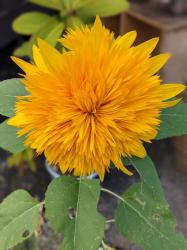 一心不乱-リクエストパート2