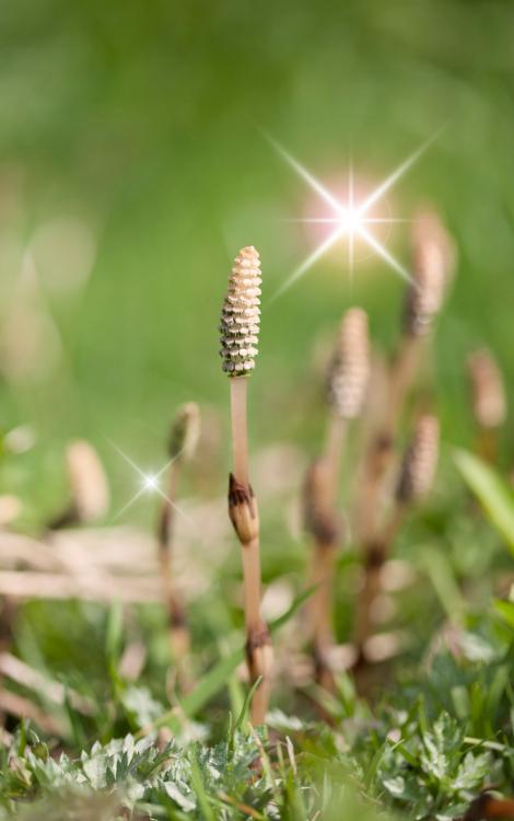 ド貧乏ナースエイドは難攻不落の外科医から信頼を得る～つくし集めてたら人生大逆転しました～