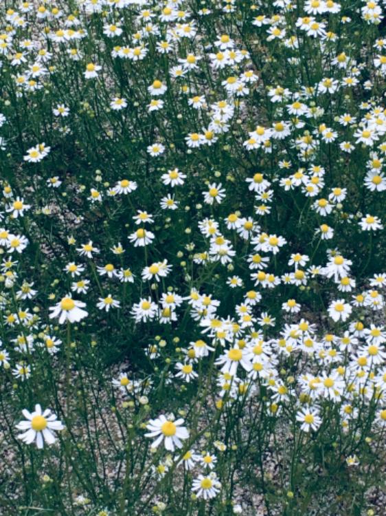 嘘で固められたわたしは今日も君を愛す