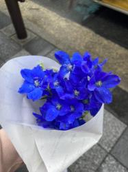 新しい、青い花