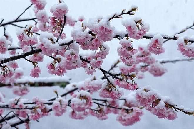snow blossom