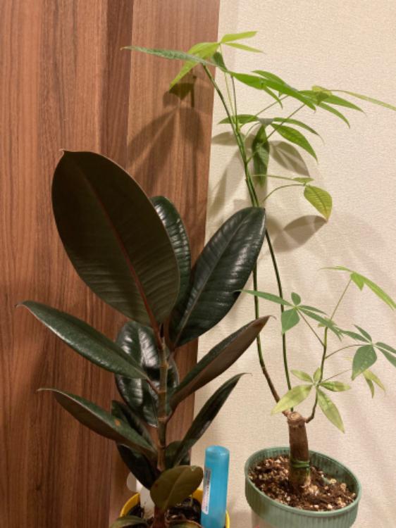 護摩（ゴム）の木