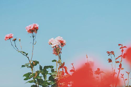 薔薇と初恋~10年間、ずっと守られていたなんて知りませんでした~