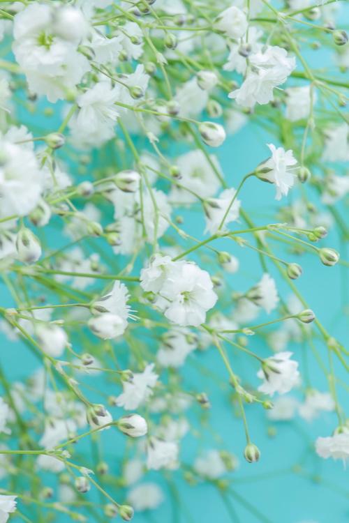 貴方の残り香〜君の香りを狂おしいほど求め、恋しく苦しい〜