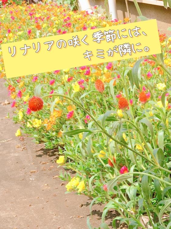 リナリアの咲く季節には、キミが隣に。