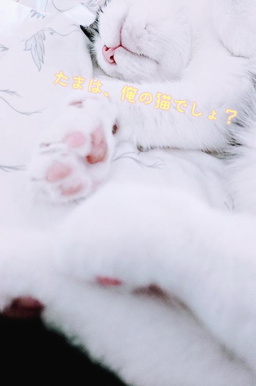 たまは、俺の猫でしょ？