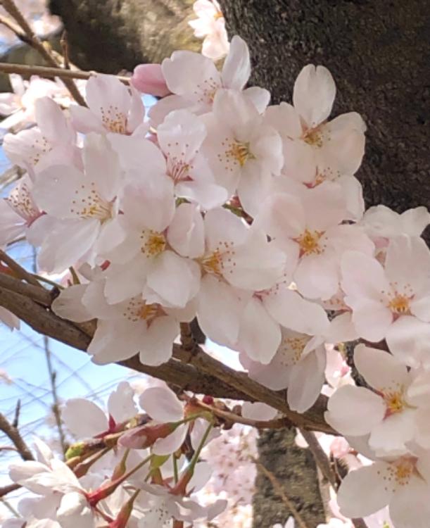 彼女の夫　【番外編】あり