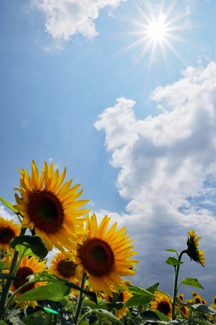 きみの笑顔は、季節外れの太陽のようで