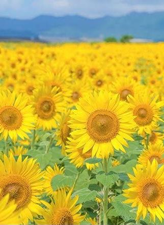 この空の彼方にキミを想う〜向日葵のような笑顔〜