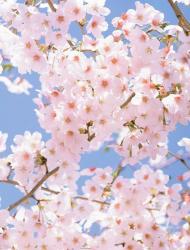 ようこそときめき部！～恋も夢も見つかるときめきだらけの部活動⁉