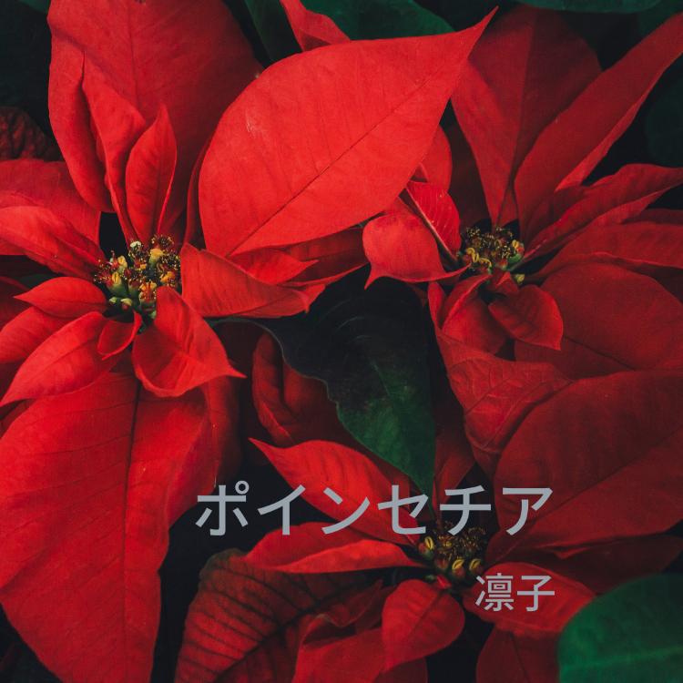 ポインセチア