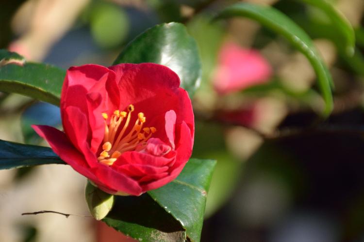 つばきには毒がある