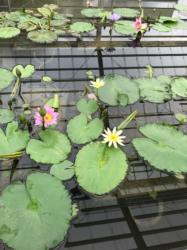 騙すなら墓場まで