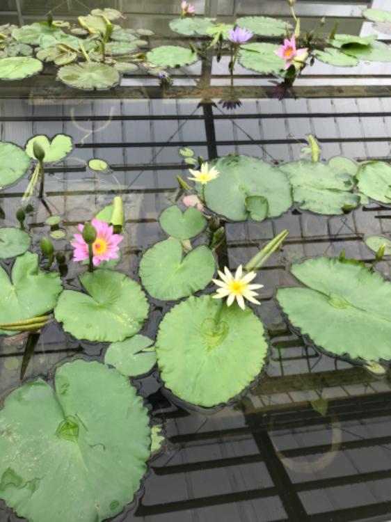 騙すなら墓場まで