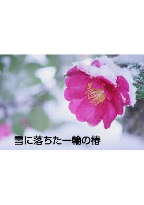 雪に落ちた一輪の椿
