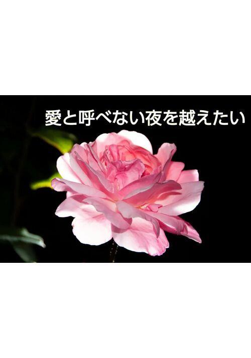 愛と呼べない夜を越えたい