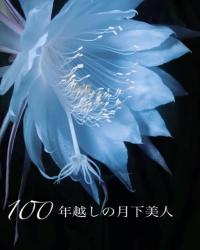 100年越しの月下美人
