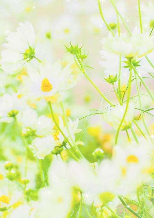 残念令嬢、今世は魔法師になる