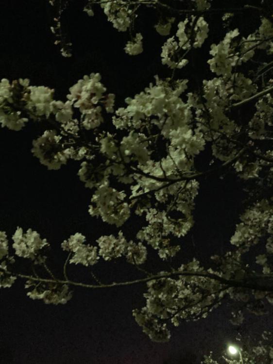 夜に舞う桜と蝶〜転校先は男子校!?〜