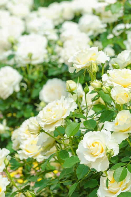 白い薔薇が花ひらくまで〜総合病院の跡取り令息のコレクション〜