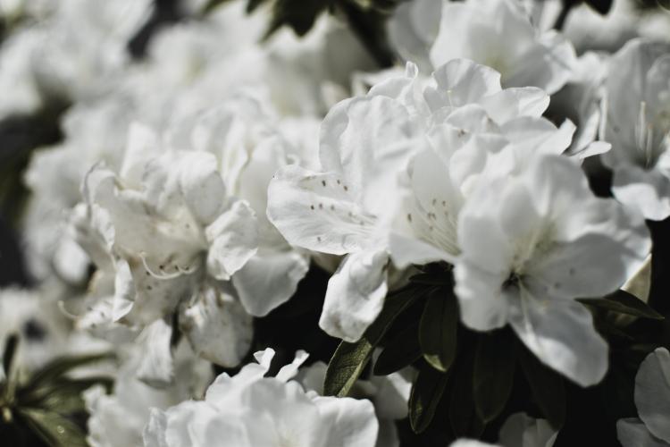 石の下に眠る君に早く 「愛してる」が言いたい