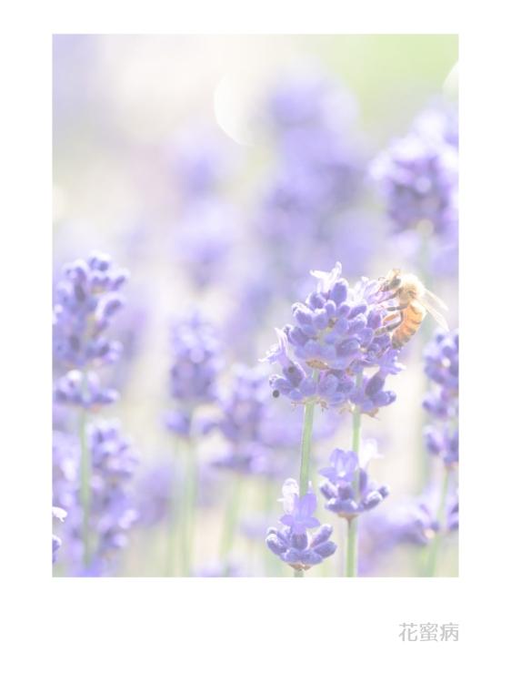 こぼれた花びらと小さな初恋〜年上堅物騎士が運命のつがいになりました〜