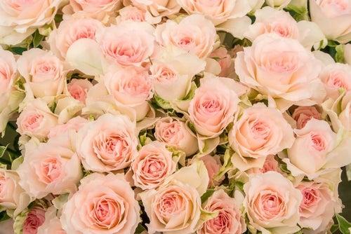 幼馴染みは御曹司+上司様