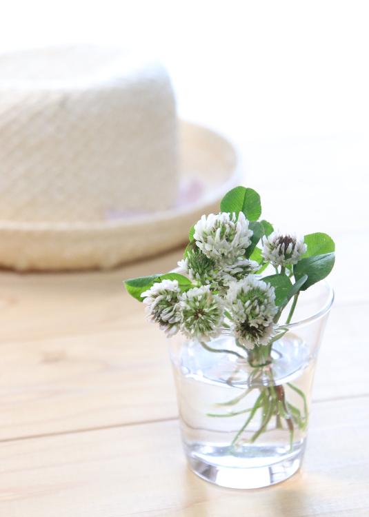 シロツメクサの優しい約束〜いつか君を迎えに行くよ〜