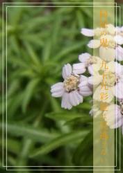 掃除の鬼、九十九彩夏は見逃さない。