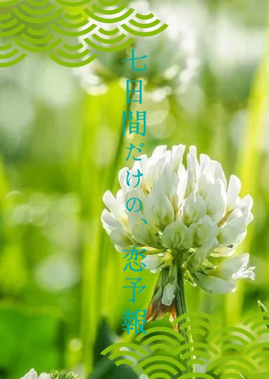 七日間だけの、　恋予報