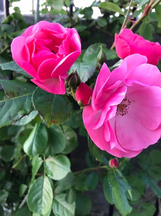 【完結】天才弁護士の溺愛ミステリー