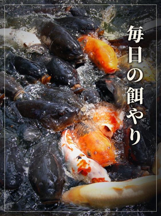 毎日の餌やり