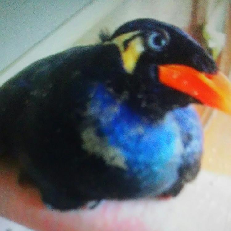 【青・超短編】初めまして九官鳥さん(【詩】《1972年04月01日ﾆ生ﾏﾚﾃ》より抜粋)