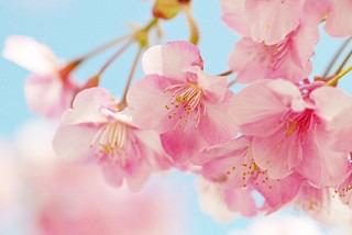 【短】卒業～ずっとキミが好きでした。～