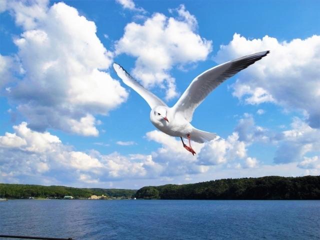 放浪カモメ