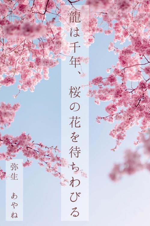 龍は千年、桜の花を待ちわびる