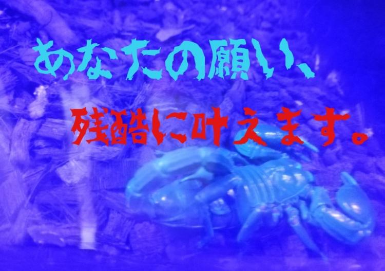 あなたの願い、残酷に叶えます。