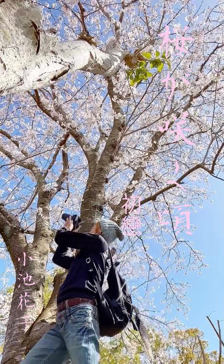 桜が咲く頃～初戀～