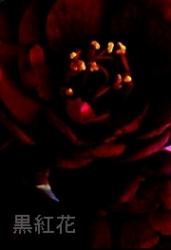 黒紅花