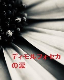 ディモルフォセカの涙