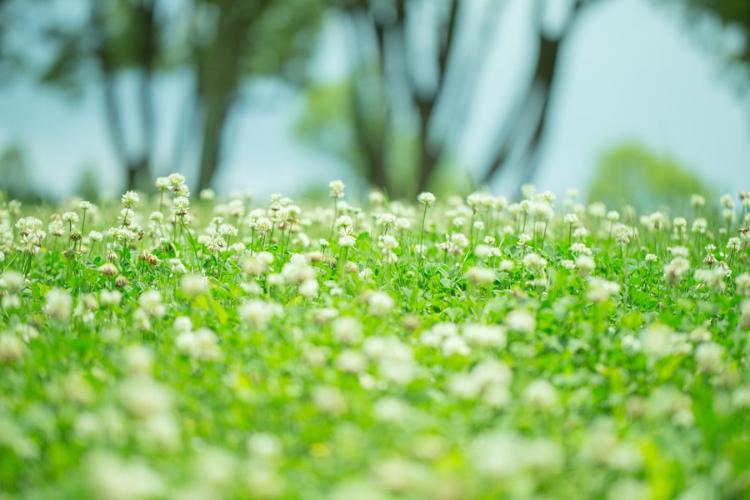 不思議の国のティーパーティー