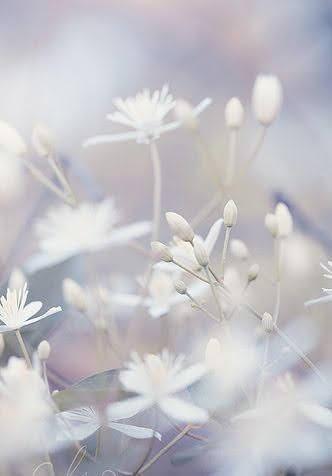 【短編】ベイビー・ホワイト