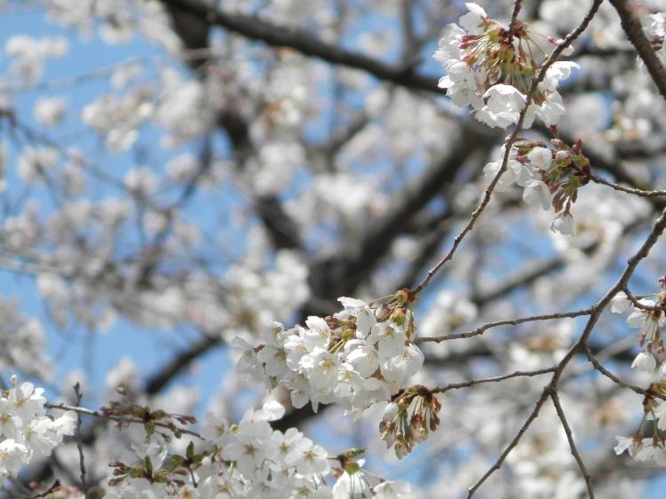 恋に焦がれて迷走中