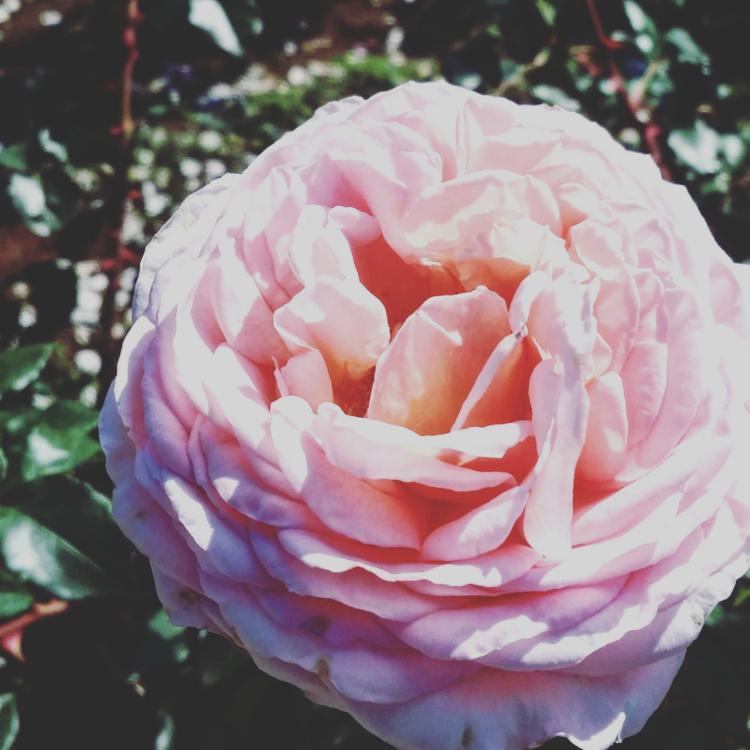 LOVERS♥HOLICK～年下ワンコと恋をして