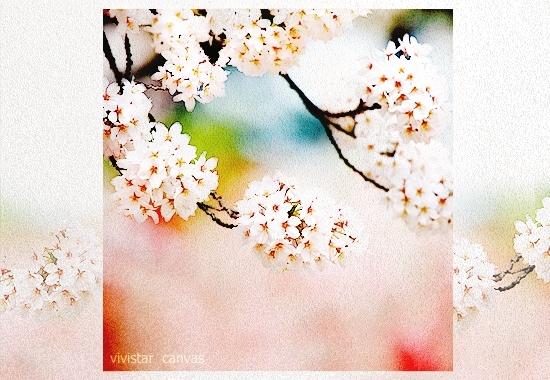 恋、花びらに舞う